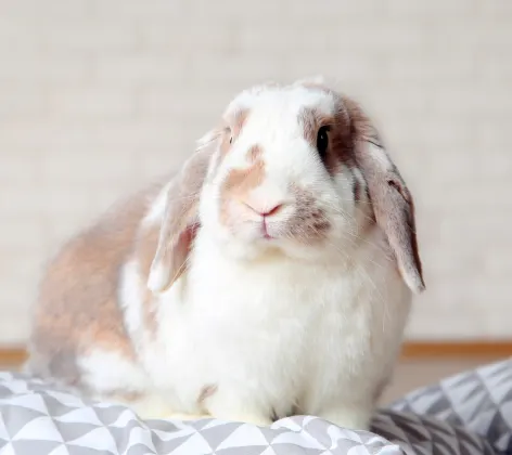 Rabbit sitting on pillow